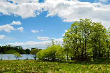 Trees by the edge of Loughrigg Tarn