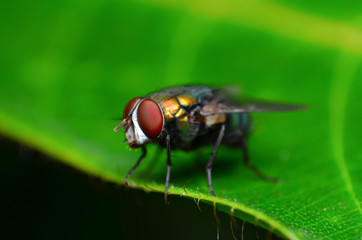 macro of a fly