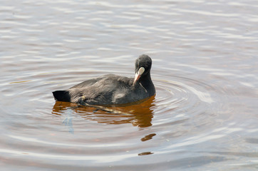 Foulque -fulica atra - en promenade