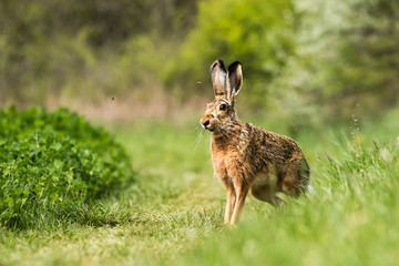 European hare (Lepus europaeus) - obrazy, fototapety, plakaty
