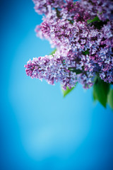 beautiful spring lilac