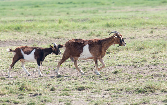 Biquette et chevreaux dans les pr&eacute;s sal&eacute;s de la somme