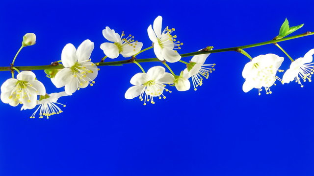 Timelapse cherry branch with opening flowers on blue background.