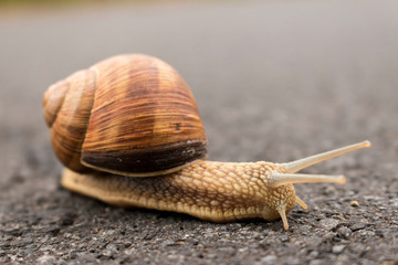 Burgundy snail (Helix pomatia)