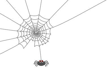 a spider actually doing a web