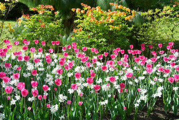 Garden of tulips