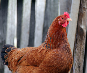 portrait of a ginger chicken