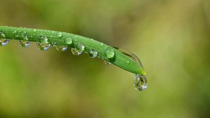 Dew drops close up
