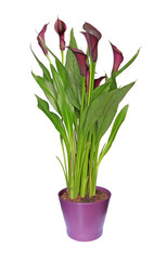 zantedeschia violet foncé