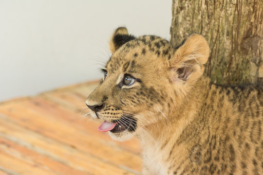 Lion cub in open zoo
