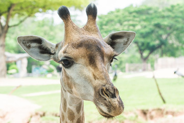 Close-up of Giraffe (Giraffa camelopardalis)