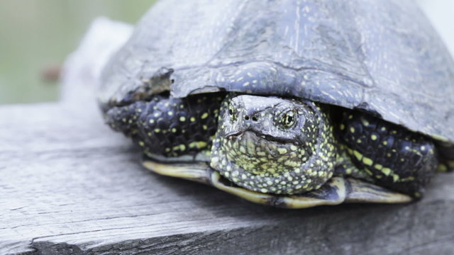 Freshwater turtle on board
