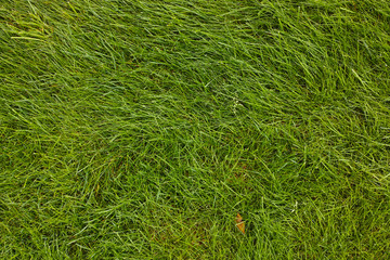 Lawn. Green grass.