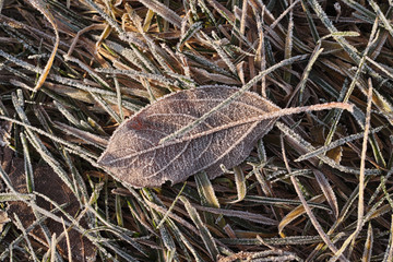 Frosty morning. Frozen leaves and grass.