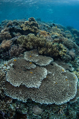 Obraz premium Diverse Coral Reef 1