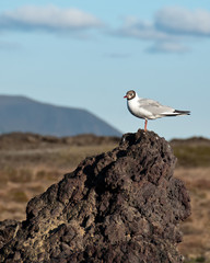 Gull in Namafjall Iceland