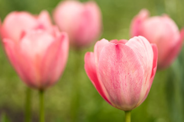Obraz na płótnie Canvas Pink tulips outdoors