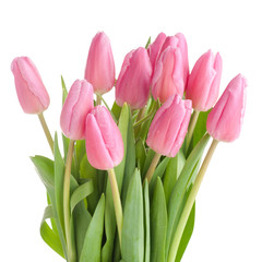 Tulips bouquet isolated