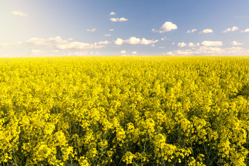 Obraz premium rapsfeld und sonnenschein