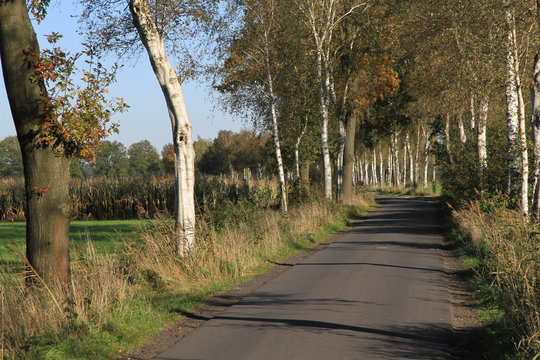 Birken- und Eichenallee im Herbst II