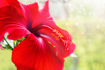 RED HIBISKUS © kuntabunt