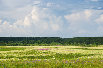 Summer landscape