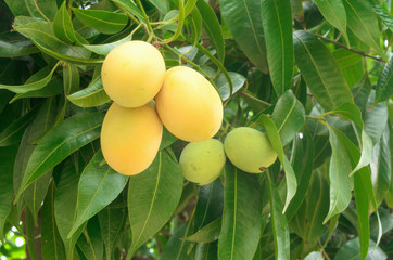 sweet yellow Marian plum