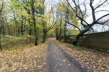 Fototapeta na wymiar jesień w parku