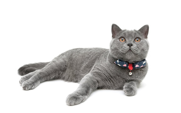 kitten wearing a collar with a bow on a white background