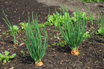 Schalotten im Garten - Shallot in garden 02