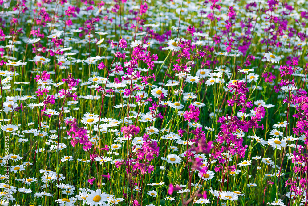 Sticker multi colored flowers blossoming on a meadow