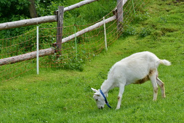National kind of a goat -  Czech white hornless goat.