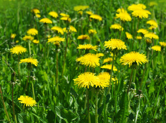 Blossoming wild flowers dandelions