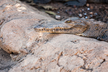 Cuban Crocodile (crocodylus rhombifer)