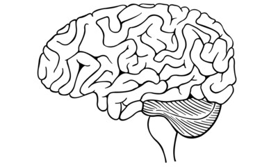 human brain