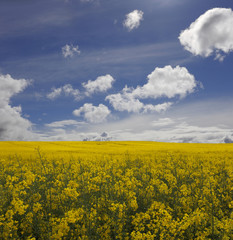 Obraz premium rape field in springtime