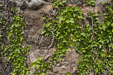 Obraz premium Ivy on rough stone wall textured background