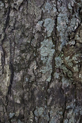 Rough tree bark texture background
