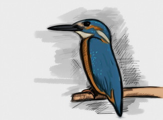 Hand drawn Common Kingfisher with paper texture, alcedo atthis