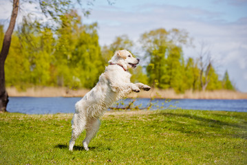 Obraz premium happy dog by the river