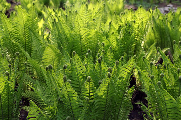 young fern