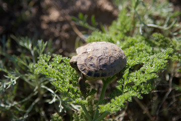 turtle in steppe