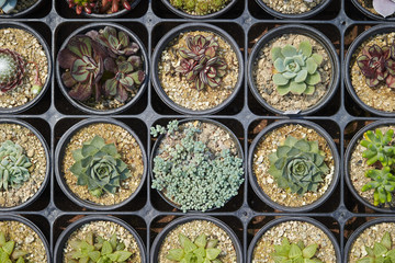 Cactus set