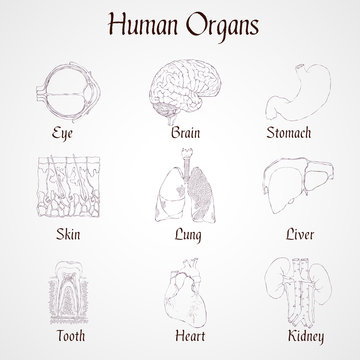 Human organs icons