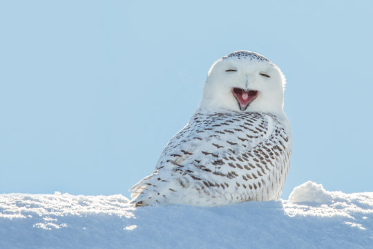 Snowy Owl - Yawning / Smiling in Snow