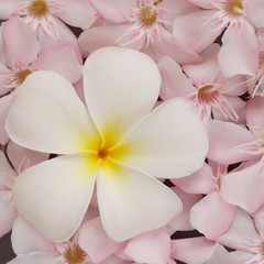 Obraz na płótnie Canvas white frangipani and pink oleander