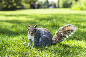 Grey squirrel (Sciruus carolinensis) sitting on the grass