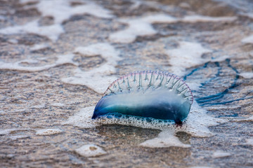 close up of a dead jellyfish on the beach - 64589328