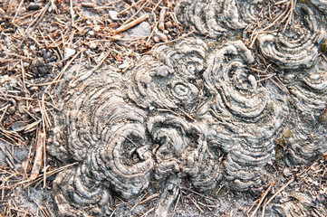 roots pattern texture