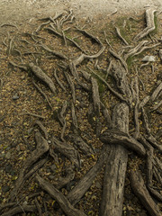 Raices de Patagua. Árbol de costa